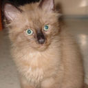 Filename=Chewie.jpg
Filesize=27KiB
Dimensions=400x400
Date added=May 11, 2011 Chewie.jpg